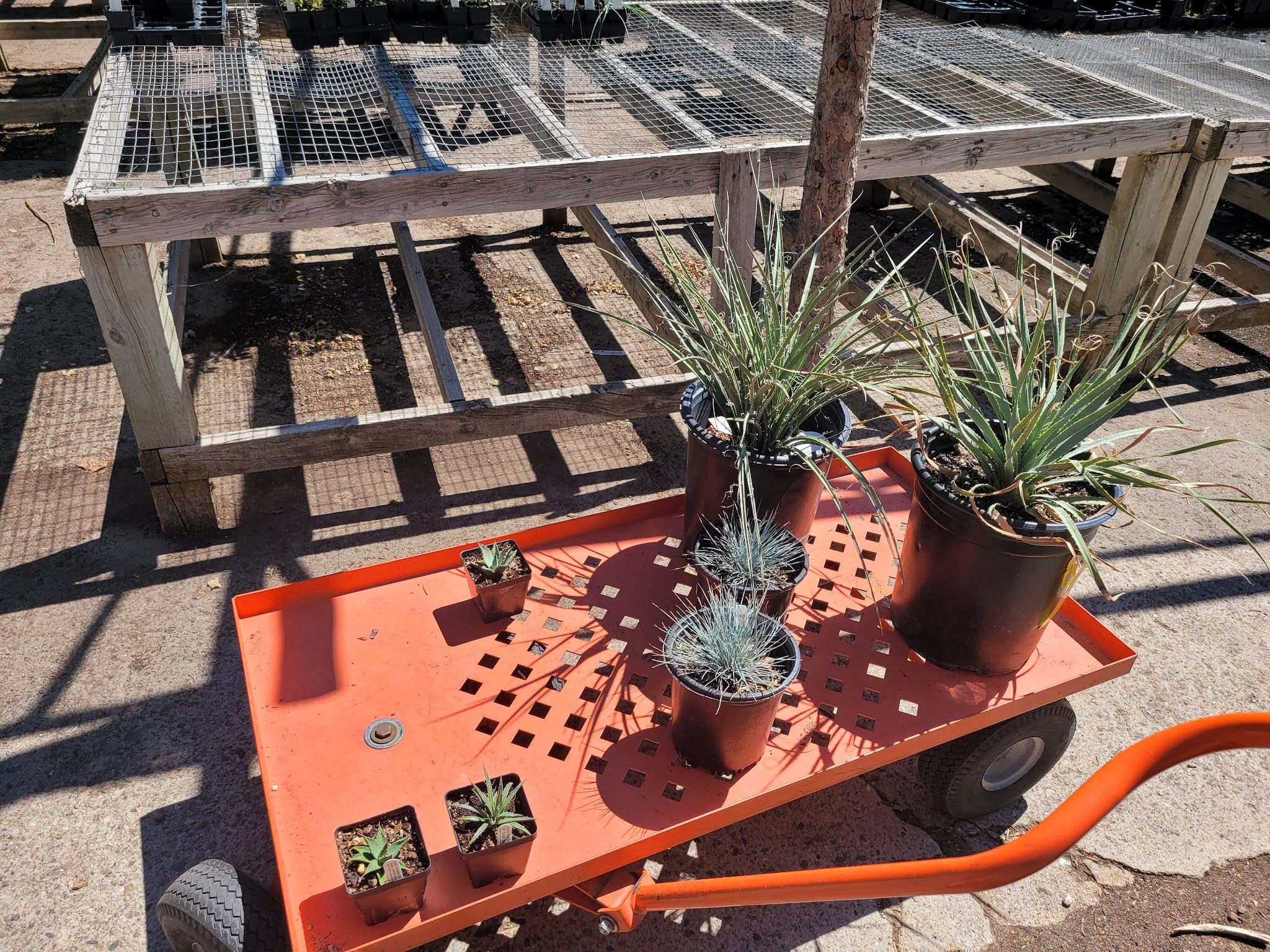 Plants of the Southwest