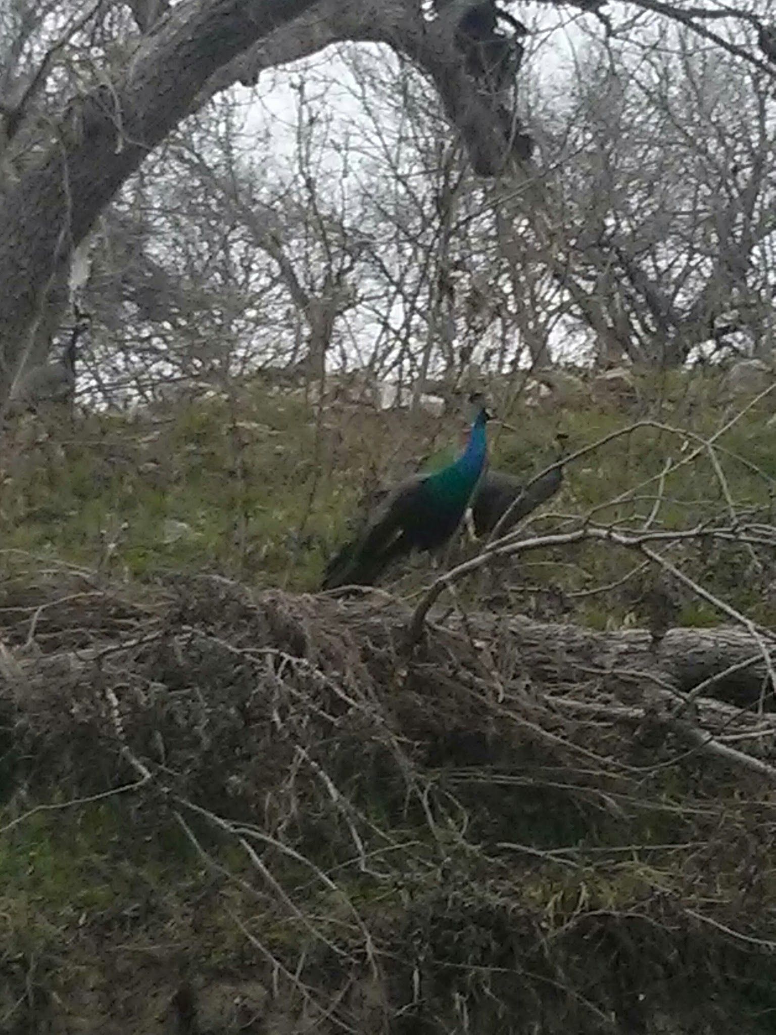 Around Austin, Inc.