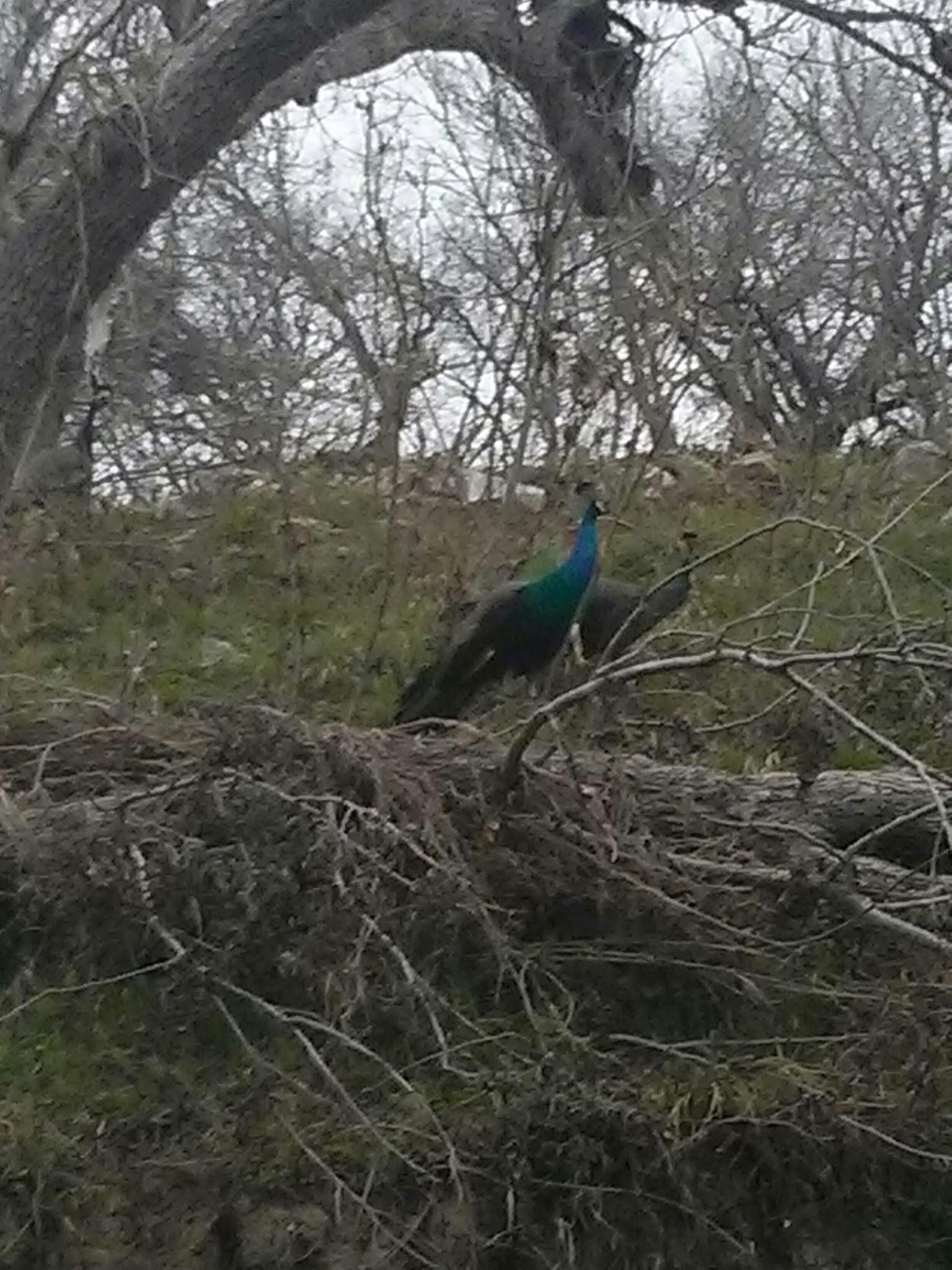 Around Austin, Inc.