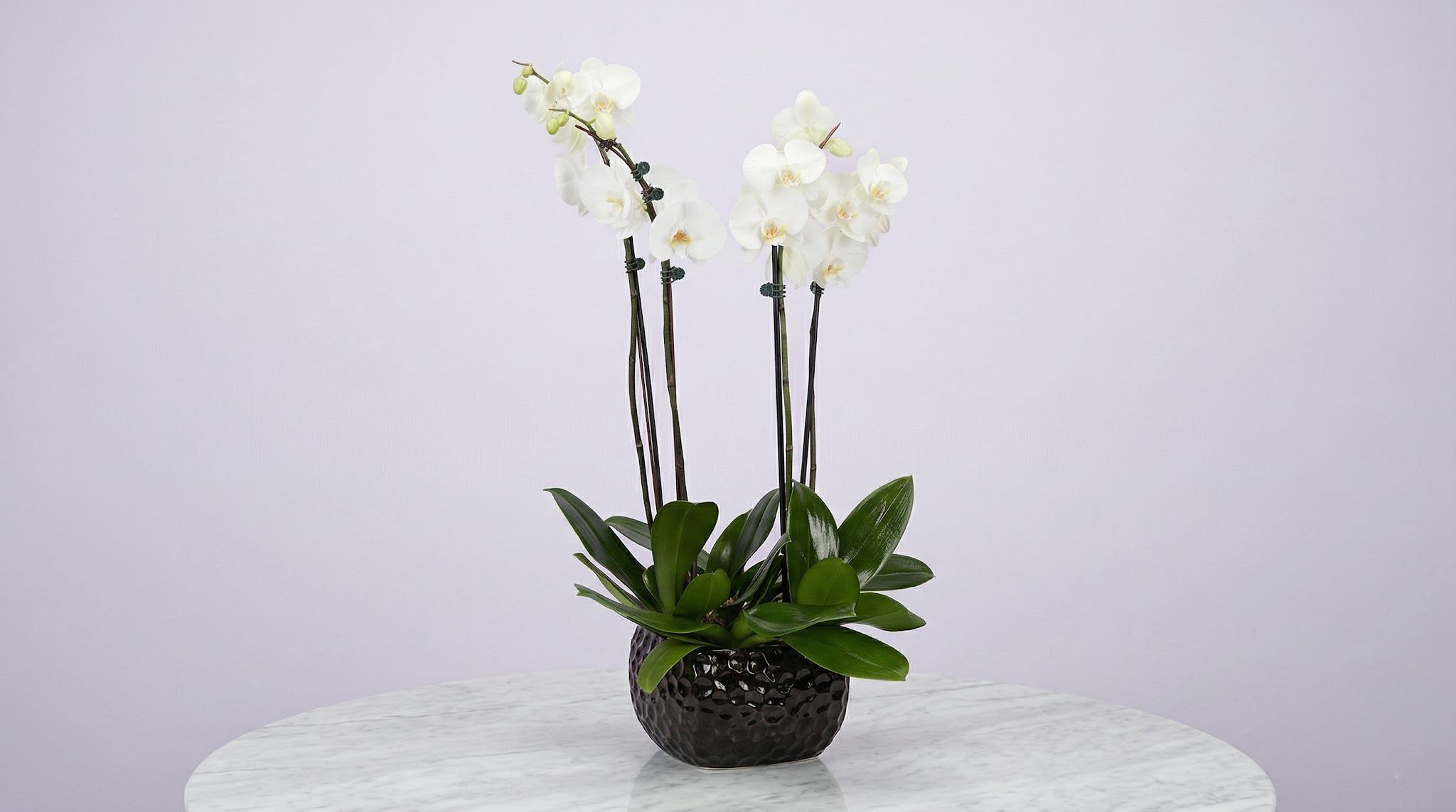 Pink Clover Florist